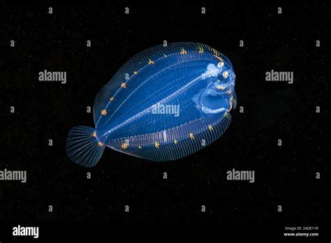 fish larvae|Ichthyoplankton .